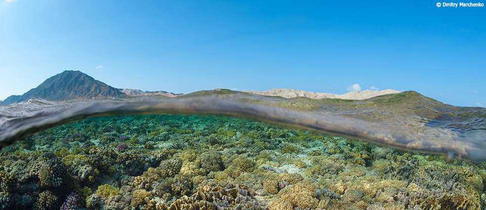 House reef diving